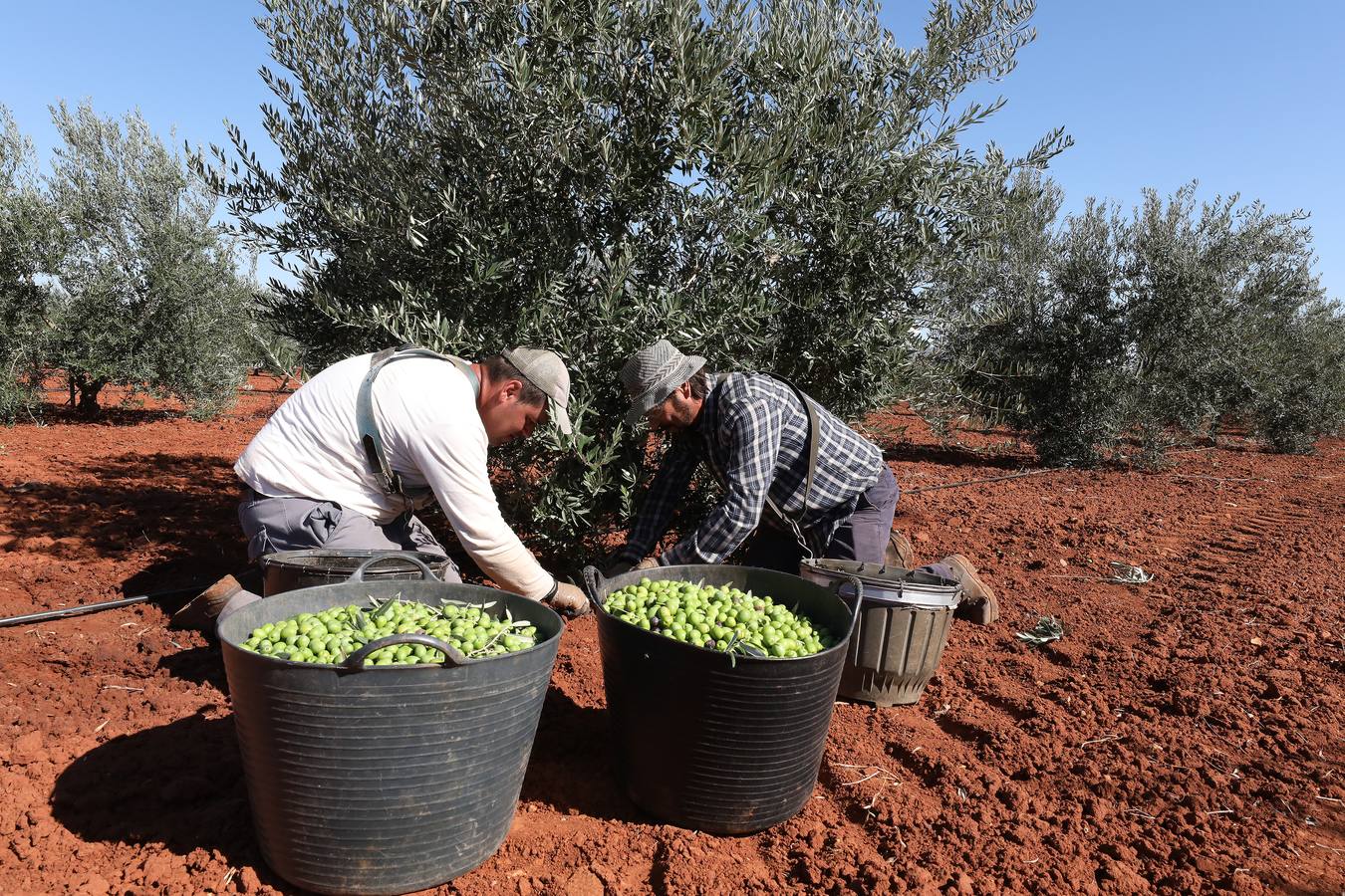 Extremadura inicia la campaña de la aceituna de mesa con la previsión de llegar a las 80.000 toneladas