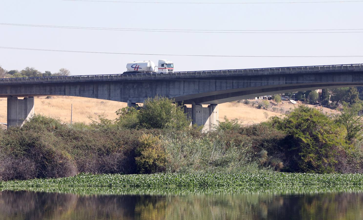 Con el proyecto Aceca diseñan actuaciones de prevención, control y retirada, además de desarrollar trabajos de investigación