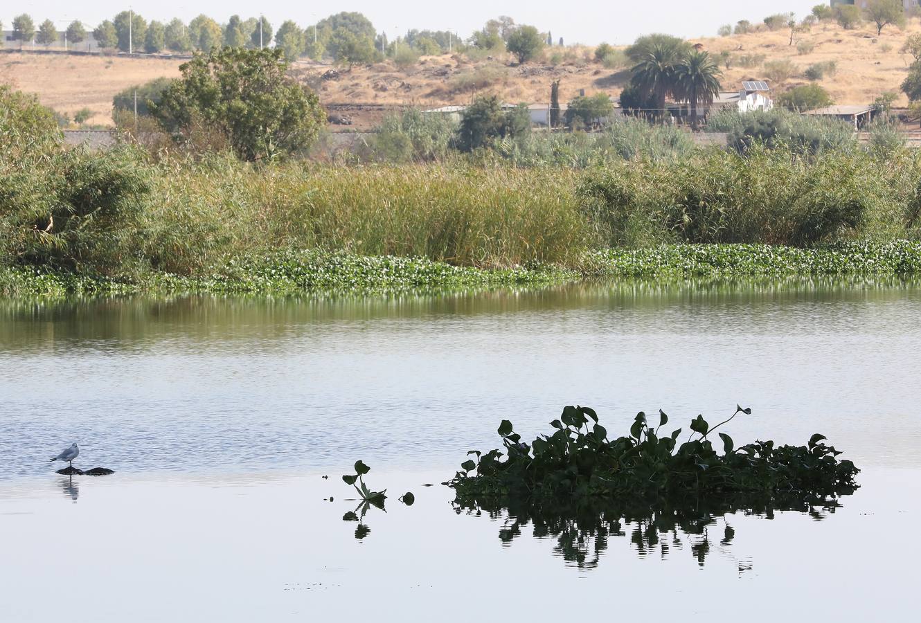 Con el proyecto Aceca diseñan actuaciones de prevención, control y retirada, además de desarrollar trabajos de investigación