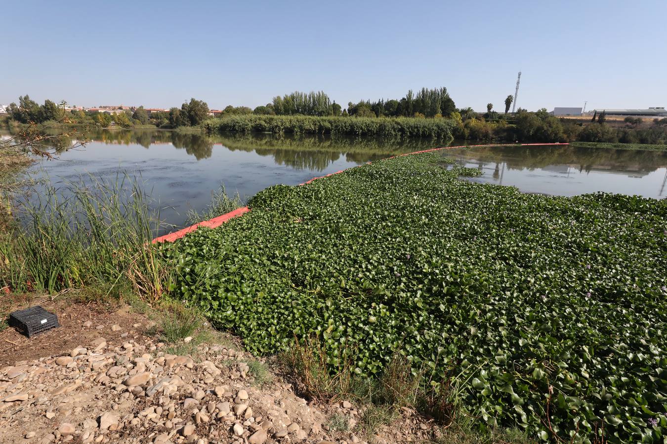 Con el proyecto Aceca diseñan actuaciones de prevención, control y retirada, además de desarrollar trabajos de investigación