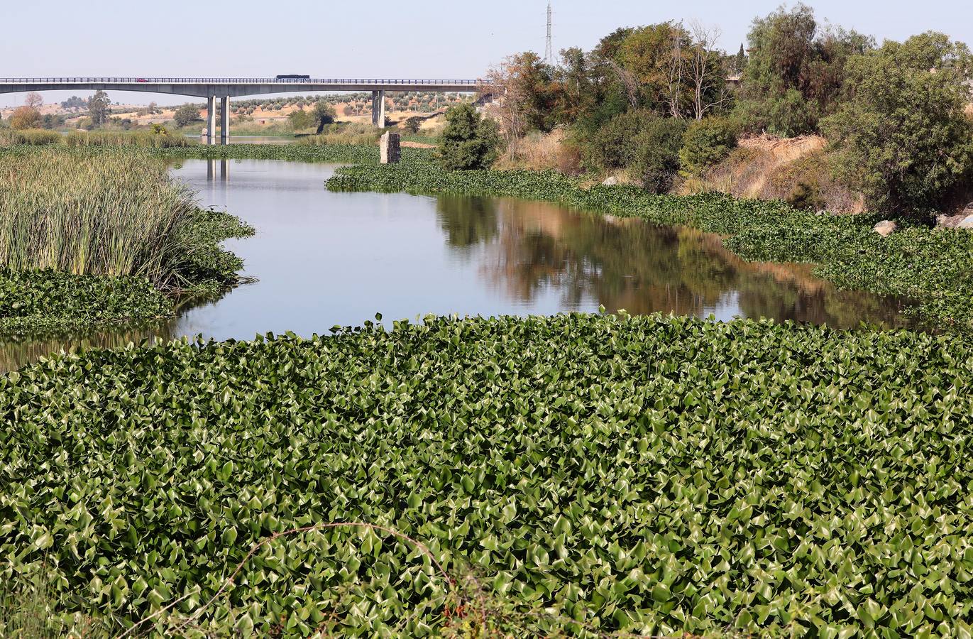 Con el proyecto Aceca diseñan actuaciones de prevención, control y retirada, además de desarrollar trabajos de investigación