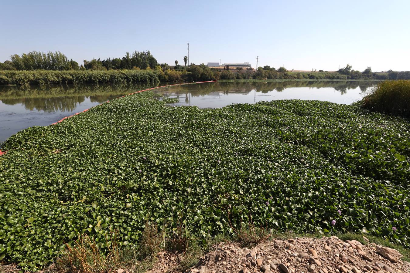 Con el proyecto Aceca diseñan actuaciones de prevención, control y retirada, además de desarrollar trabajos de investigación