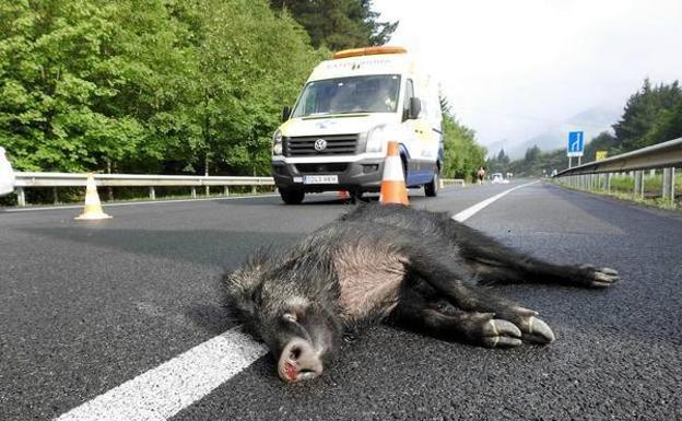 Imagen de archivo de un jabalí muerto en medio de la carretera tras ser atropellado por un vehículo. 