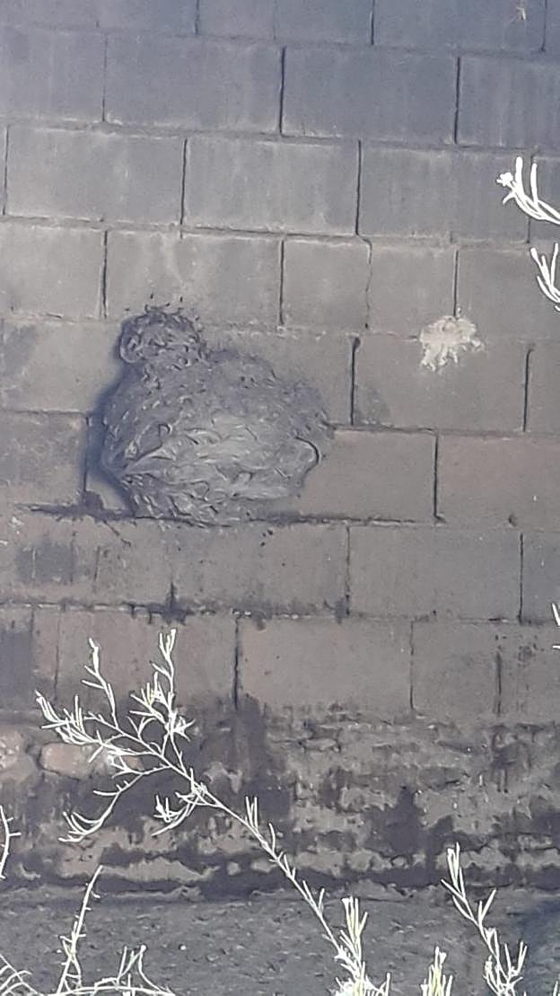 Colmena de avispa asiática. :: g. r.