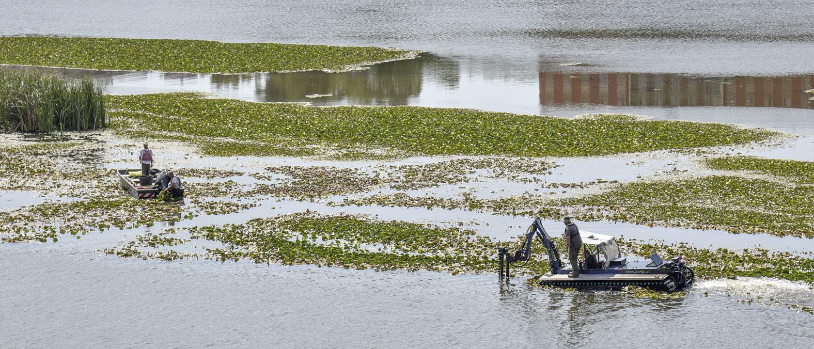 Camalote en Extremadura: Cómo eliminar la plaga del camalote.