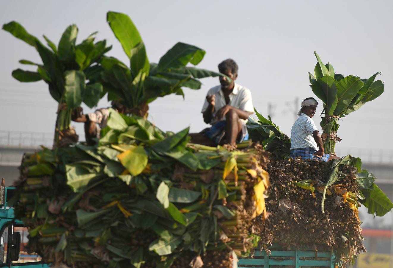 Los vendedores indios organizan calabazas pintadas para parecerse a demonios durante el festival de Durga Puja en un mercado mayorista de flores en Chennai. El festival de cinco días de Durga Puja, que conmemora el asesinato del demonio rey Mahishasur por la diosa Durga, señala El triunfo del bien sobre el mal.