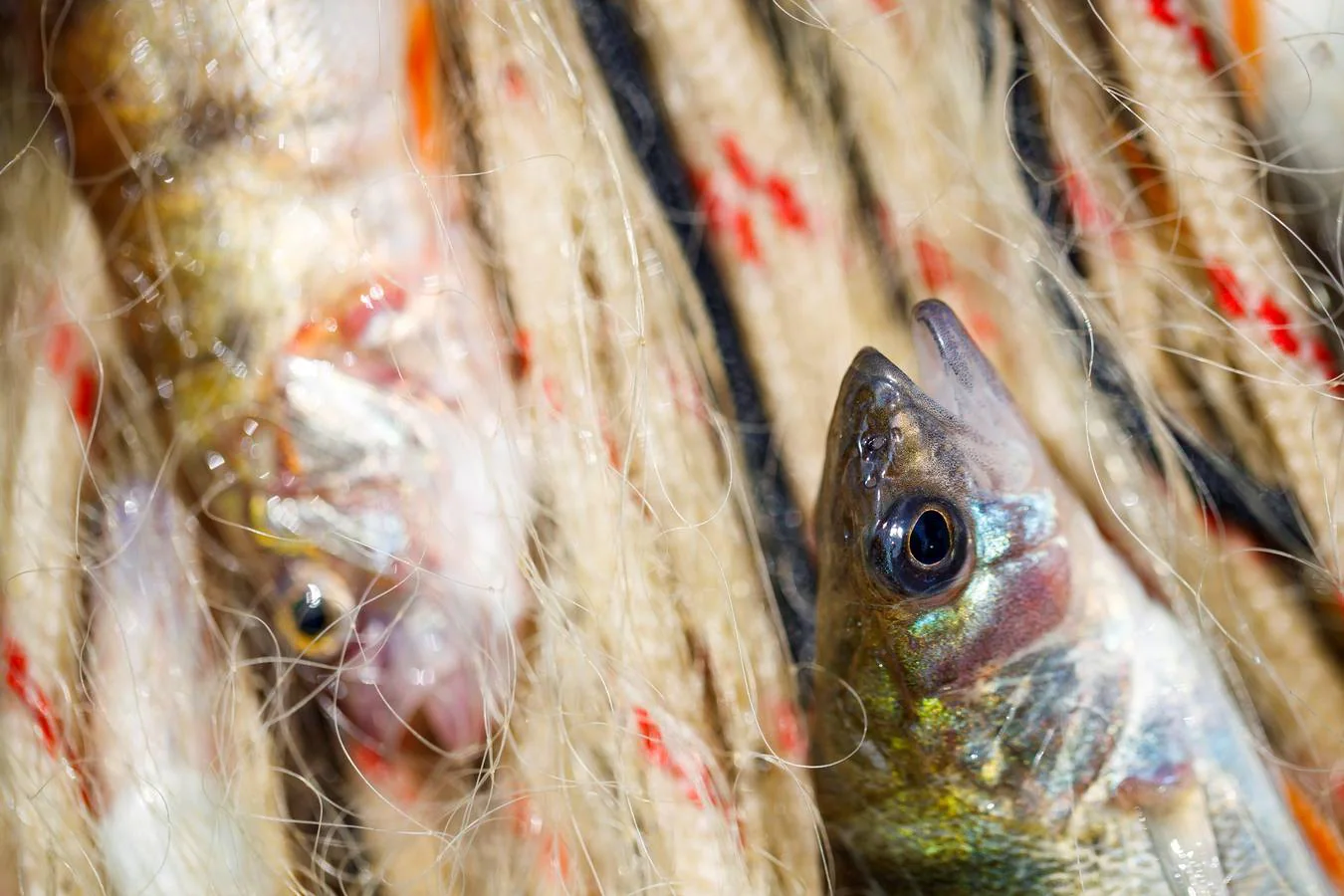 La familia Clerc lleva cinco generaciones dedicándose a la pesca. Trabajan durante todo el año en el lago Lemán y pescan diferentes especies de peces como percas, truchas, lucios, salvelinos o cangrejos.