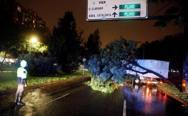 Un policía local contempla los trabajos de retirada de un árbol en Valencia.