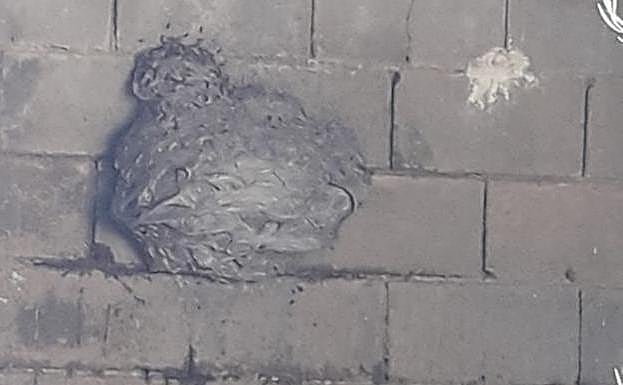 Colmena de avispa aparecida en La Parra