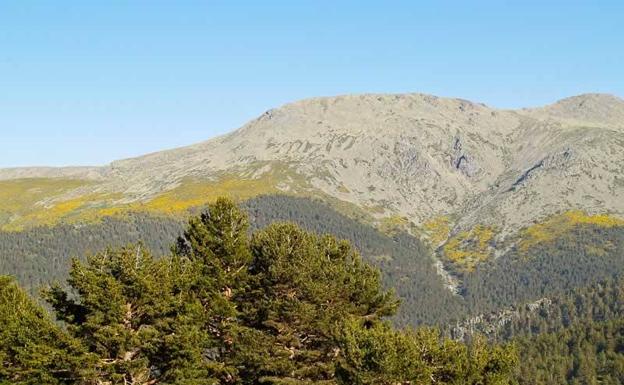 Pinares del Parque Nacional de la Sierra del Guadarrama.