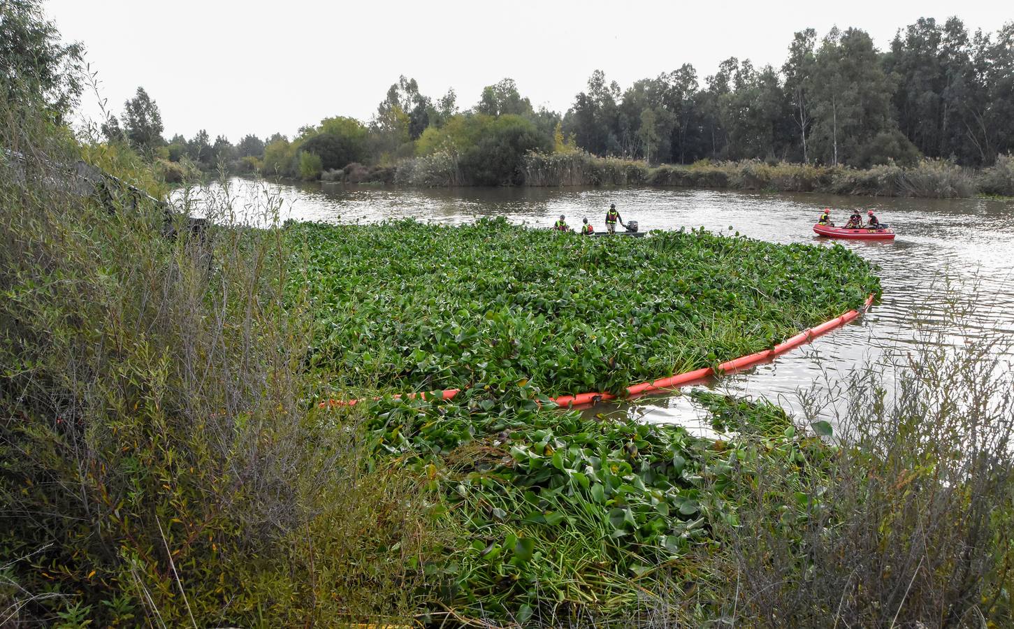 La Unidad Militar de Emergencia continúa con los trabajos de retirada de camalote a la altura de la desembocadura del río Gévora