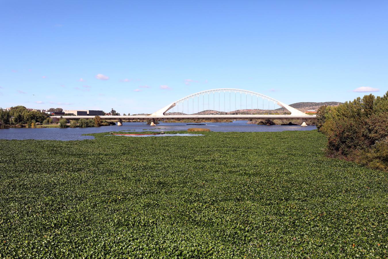 El camalote vuelve a cubrir parte del cauce del tramo urbano de Mérida. A lo largo del pasado fin de semana se ha ido extendiendo una gran mancha que va desde el Puente Romano al Puente Lusitania. Esto se ha producido a la rotura de una de las barreras debido al fuerte viento que sopló el sábado en Mérida