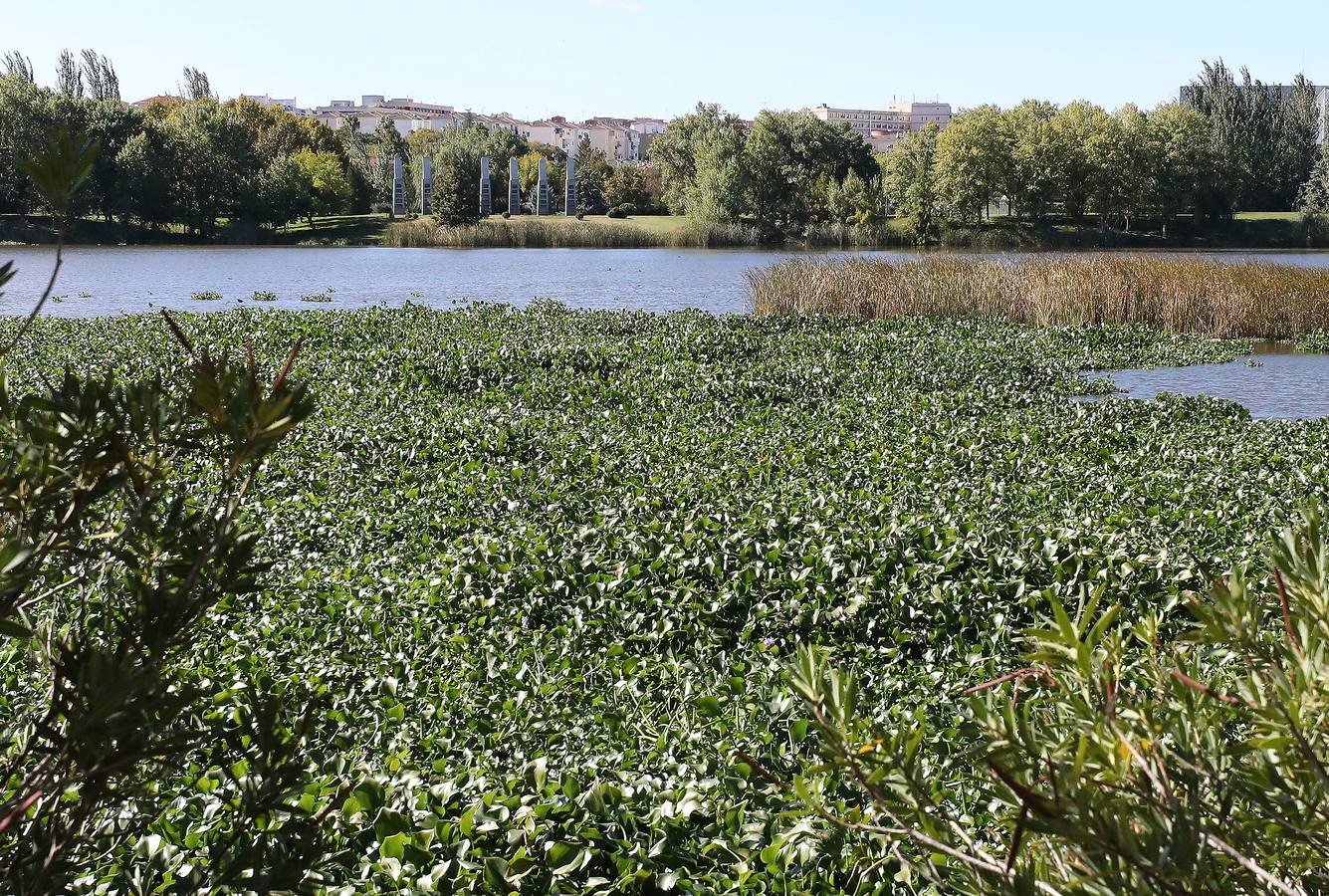 El camalote vuelve a cubrir parte del cauce del tramo urbano de Mérida. A lo largo del pasado fin de semana se ha ido extendiendo una gran mancha que va desde el Puente Romano al Puente Lusitania. Esto se ha producido a la rotura de una de las barreras debido al fuerte viento que sopló el sábado en Mérida