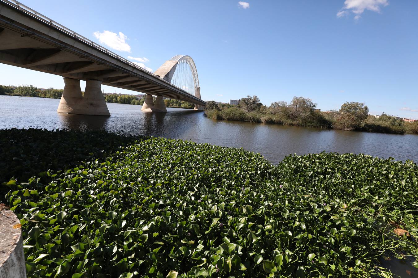El camalote vuelve a cubrir parte del cauce del tramo urbano de Mérida. A lo largo del pasado fin de semana se ha ido extendiendo una gran mancha que va desde el Puente Romano al Puente Lusitania. Esto se ha producido a la rotura de una de las barreras debido al fuerte viento que sopló el sábado en Mérida