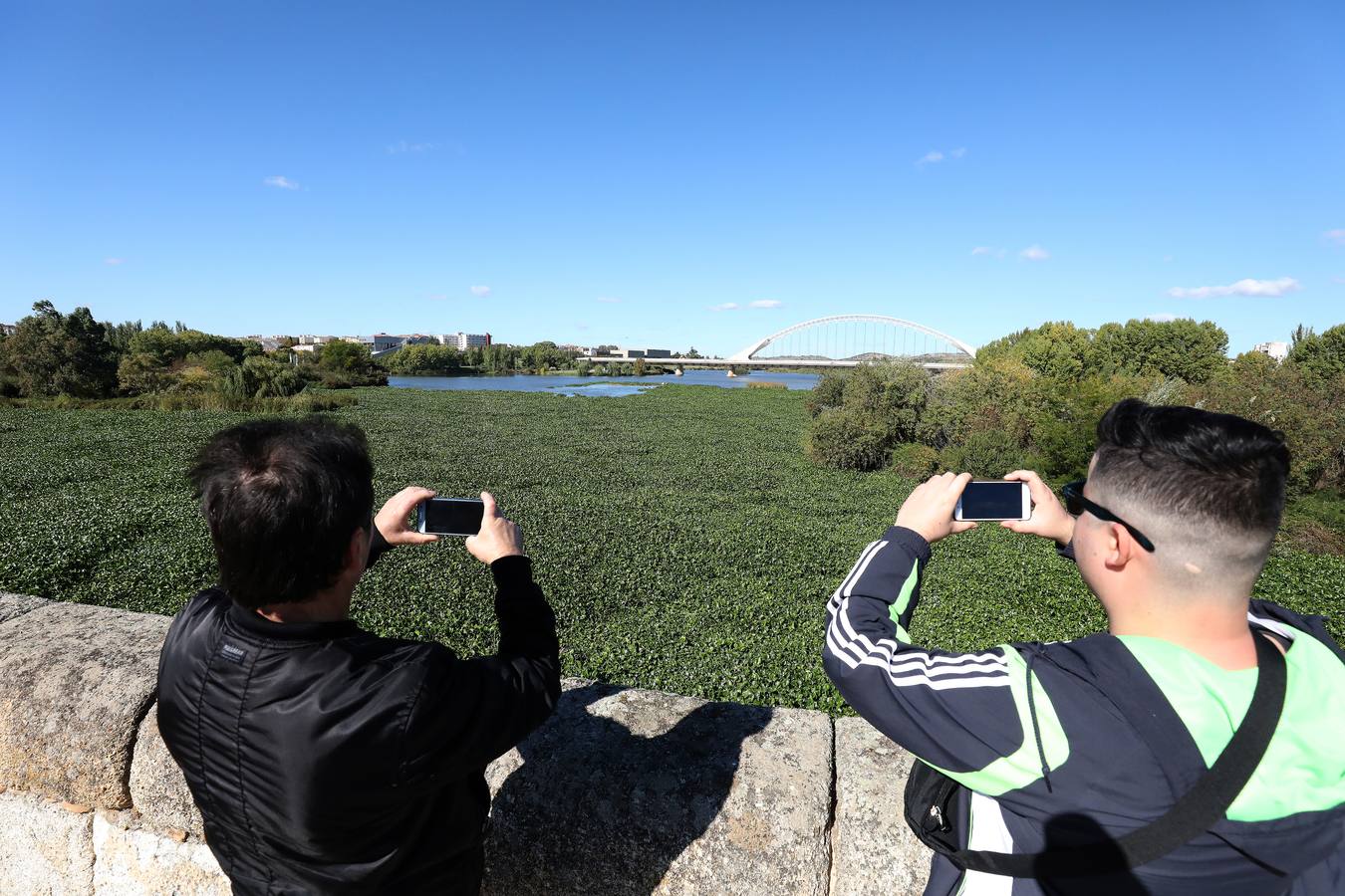 El camalote vuelve a cubrir parte del cauce del tramo urbano de Mérida. A lo largo del pasado fin de semana se ha ido extendiendo una gran mancha que va desde el Puente Romano al Puente Lusitania. Esto se ha producido a la rotura de una de las barreras debido al fuerte viento que sopló el sábado en Mérida