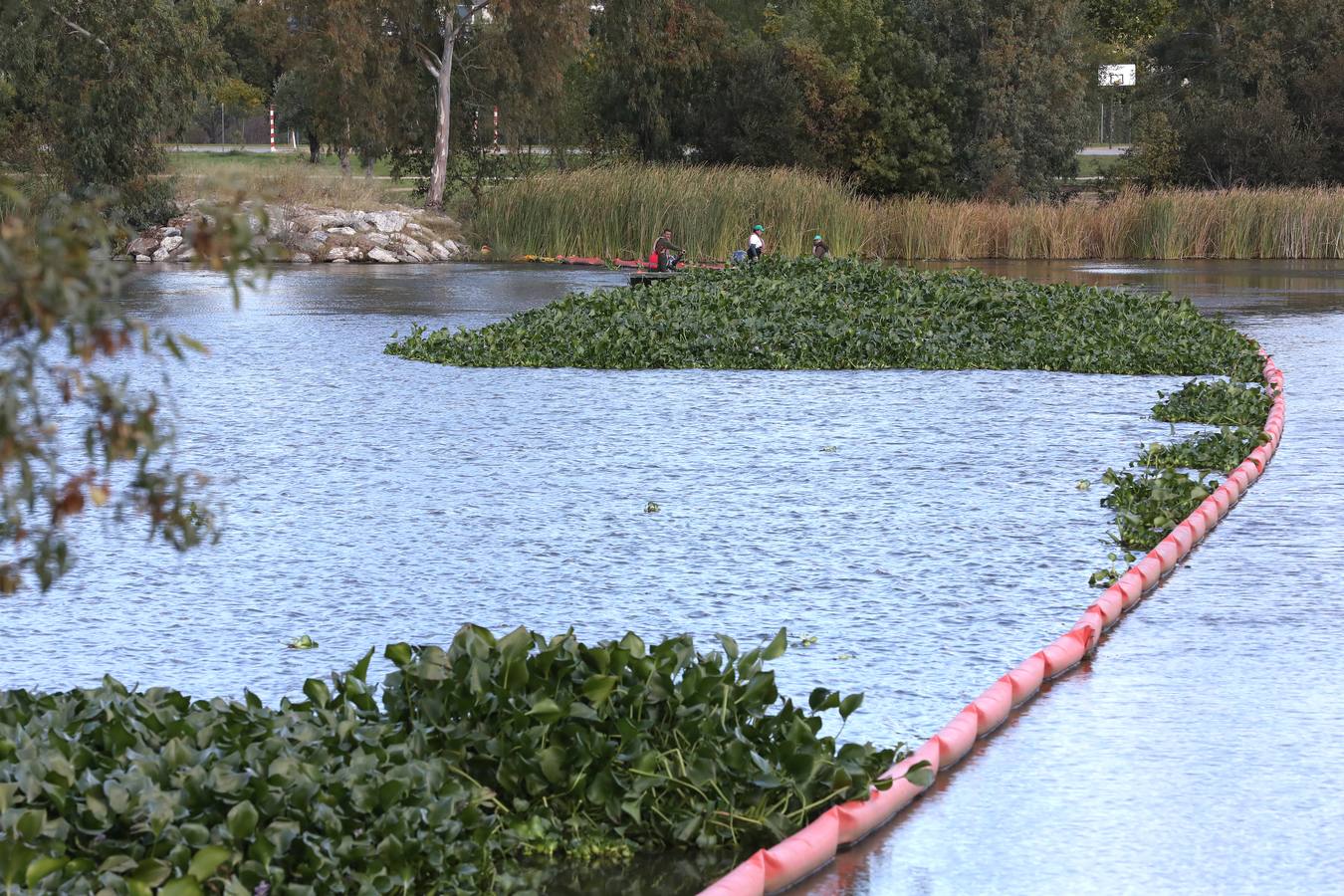 El camalote vuelve a cubrir parte del cauce del tramo urbano de Mérida. A lo largo del pasado fin de semana se ha ido extendiendo una gran mancha que va desde el Puente Romano al Puente Lusitania. Esto se ha producido a la rotura de una de las barreras debido al fuerte viento que sopló el sábado en Mérida