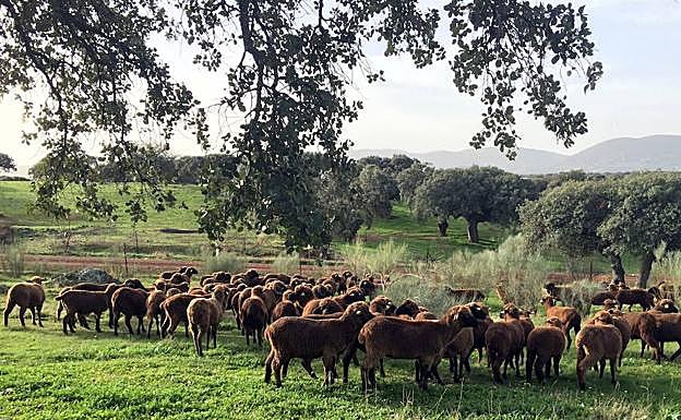 Ovejas negras del ganadero Miguel Cabello, en una finca de La Siberia:: HOY