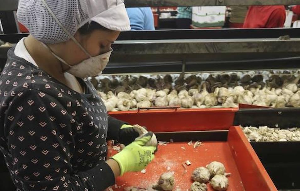 Una operaria en la cadena final de la cooperativa El Ajero