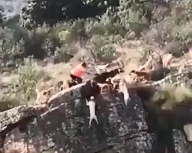 Momento del vídeo en el que se puede ver al rehalero tratando de matar al venado para evitar que siga el lance. :: HOY