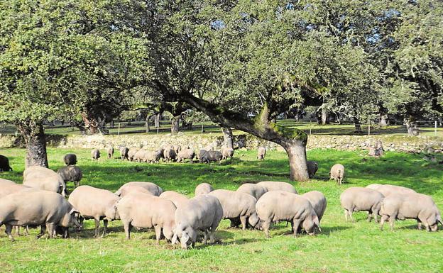 Cerdos ibéricos alimentándose de bellota en la época de montanera:: HOY