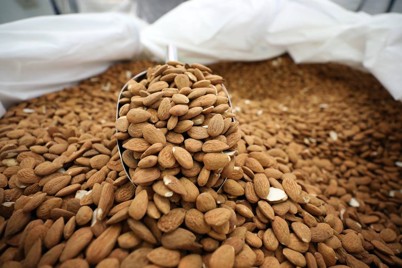 El cultivo de la almendra no alcanza su techo. La rentabilidad sigue siendo muy elevada debido a la alta demanda de un mercado que, además, aprecia singularmente la calidad de las variedades que se desarrollan en Extremadura.