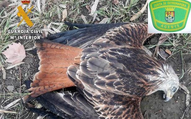 Dos miembros de una familia investigados por envenenar aves rapaces en Cabeza del Buey