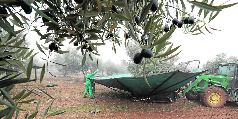 Las inversiones en las almazaras y el auge del olivar de regadío aparecen mientras los oleicultores critican los bajos precios