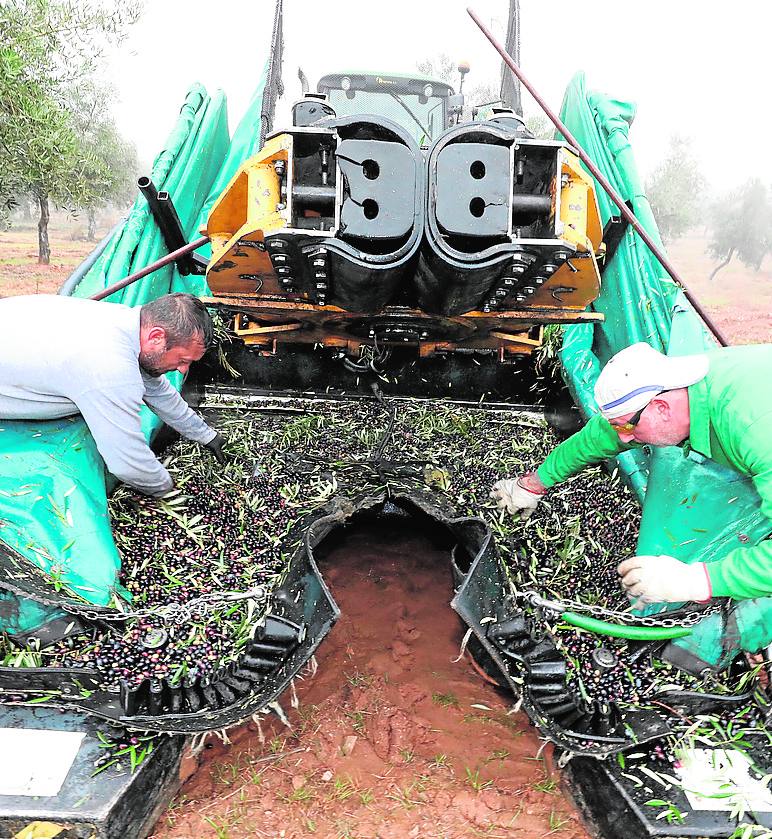 Las inversiones en las almazaras y el auge del olivar de regadío aparecen mientras los oleicultores critican los bajos precios