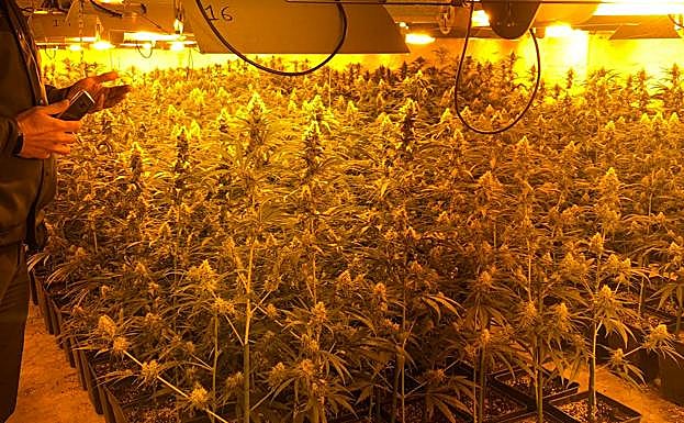 El 70% de toda la luz consumida en Casar de Miajadas era para las plantaciones de marihuana
