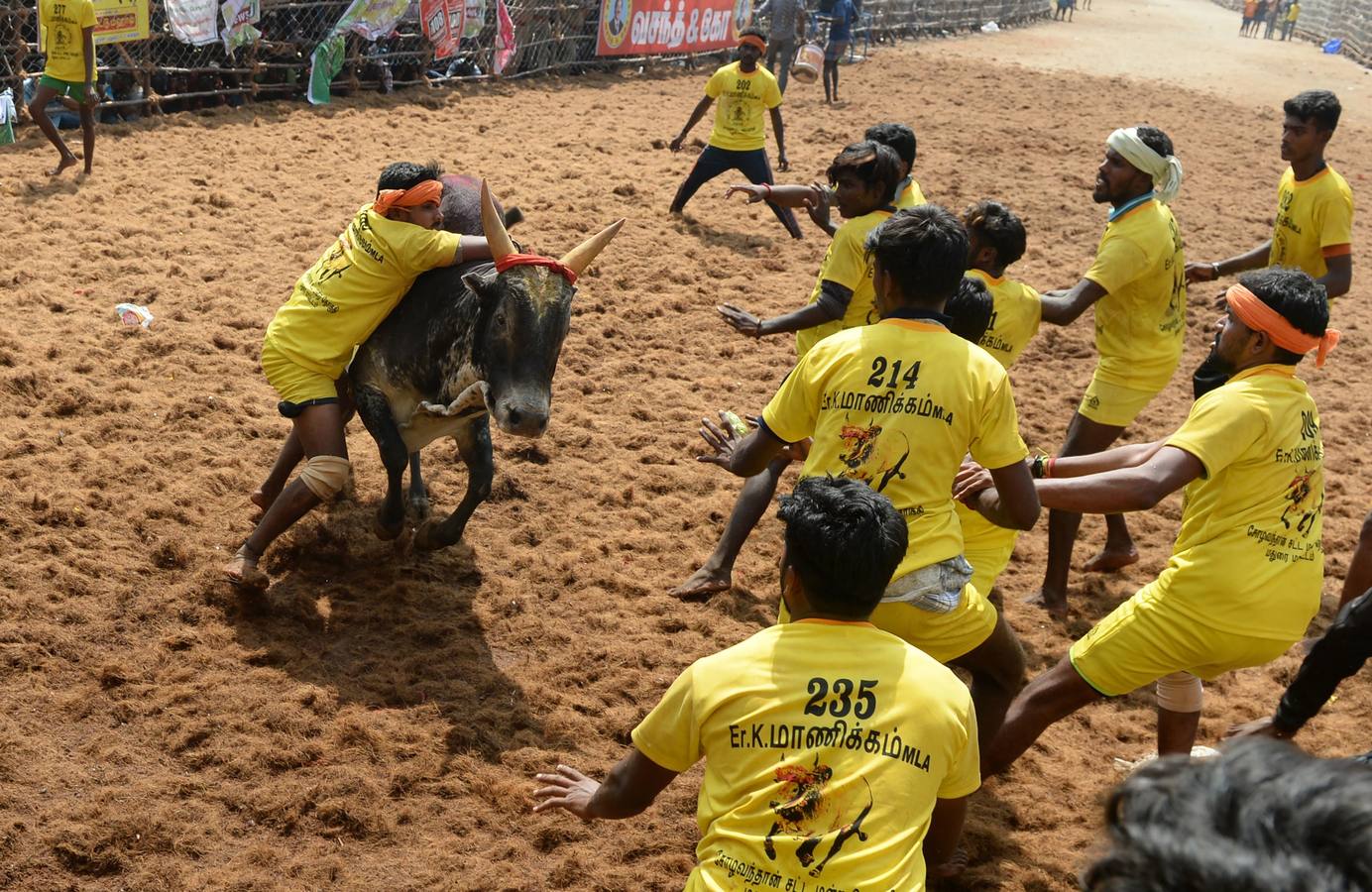 En la aldea de Palamedu en las afueras de Madurai en el estado sureño de Tamil Nadu (India), decenas de jóvenes resultaron heridos el primer día en el festival tradicional 'Jallikattu' de lucha de toros que ha atraído la ira de los activistas de los animales.