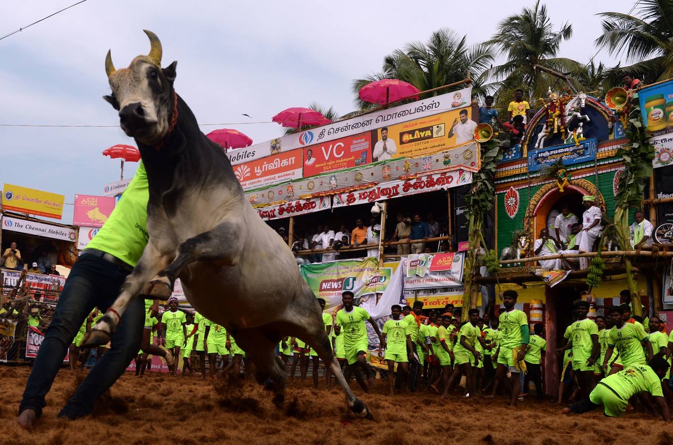 En la aldea de Palamedu en las afueras de Madurai en el estado sureño de Tamil Nadu (India), decenas de jóvenes resultaron heridos el primer día en el festival tradicional 'Jallikattu' de lucha de toros que ha atraído la ira de los activistas de los animales.