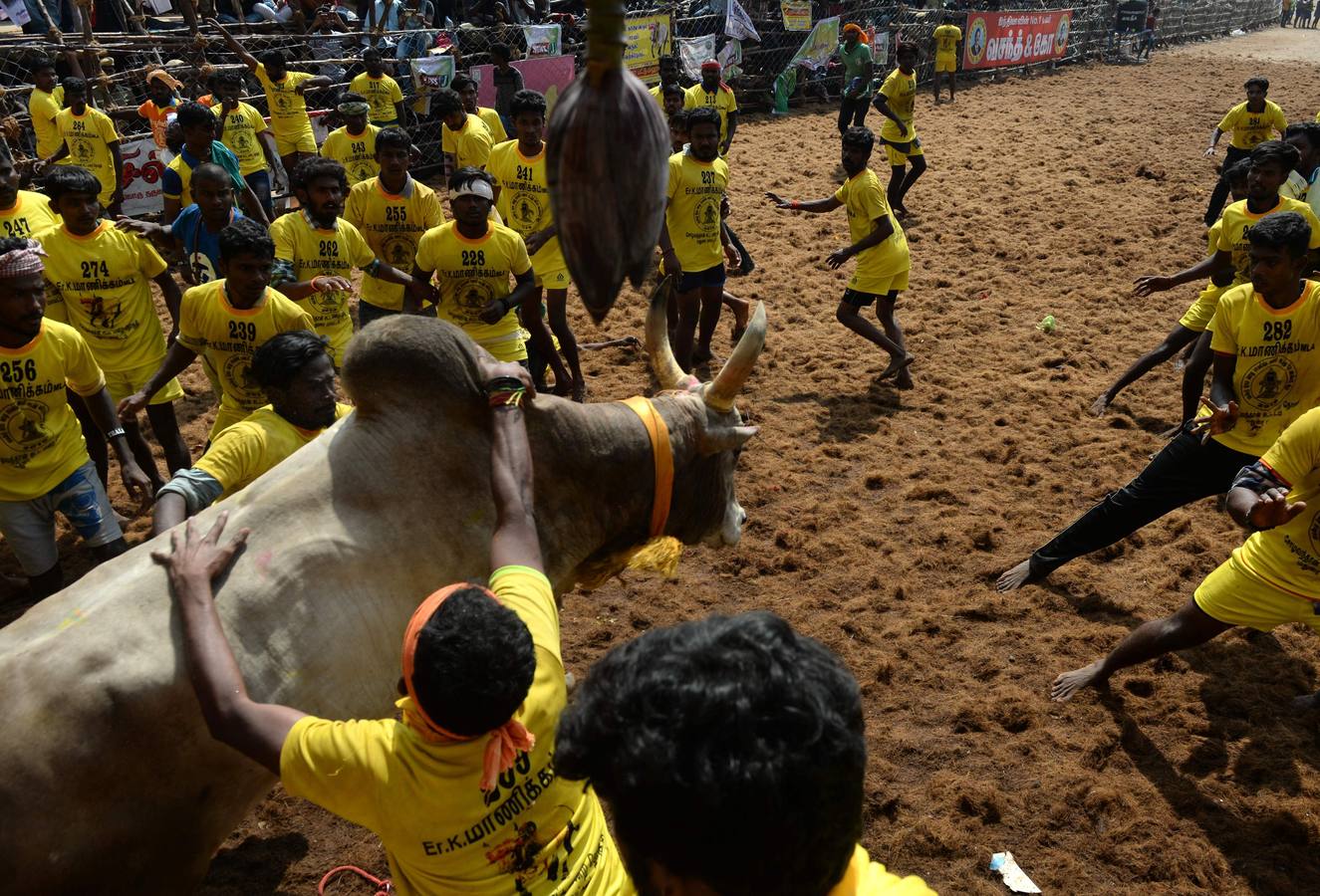 En la aldea de Palamedu en las afueras de Madurai en el estado sureño de Tamil Nadu (India), decenas de jóvenes resultaron heridos el primer día en el festival tradicional 'Jallikattu' de lucha de toros que ha atraído la ira de los activistas de los animales.