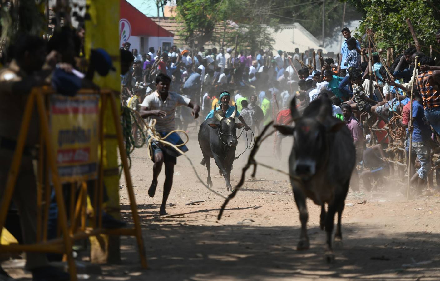 En la aldea de Palamedu en las afueras de Madurai en el estado sureño de Tamil Nadu (India), decenas de jóvenes resultaron heridos el primer día en el festival tradicional 'Jallikattu' de lucha de toros que ha atraído la ira de los activistas de los animales.