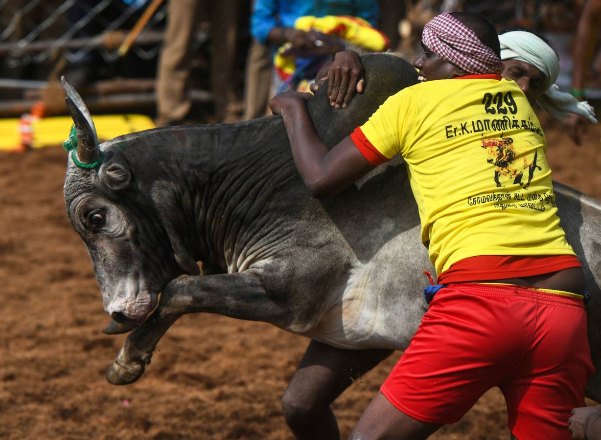 En la aldea de Palamedu en las afueras de Madurai en el estado sureño de Tamil Nadu (India), decenas de jóvenes resultaron heridos el primer día en el festival tradicional 'Jallikattu' de lucha de toros que ha atraído la ira de los activistas de los animales.