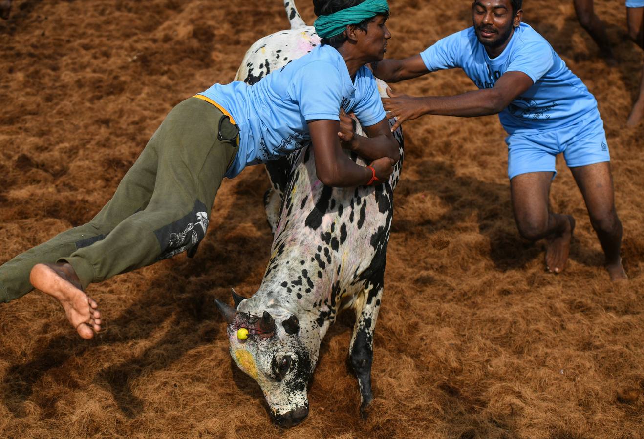 En la aldea de Palamedu en las afueras de Madurai en el estado sureño de Tamil Nadu (India), decenas de jóvenes resultaron heridos el primer día en el festival tradicional 'Jallikattu' de lucha de toros que ha atraído la ira de los activistas de los animales.
