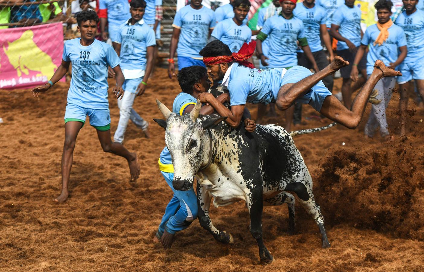 En la aldea de Palamedu en las afueras de Madurai en el estado sureño de Tamil Nadu (India), decenas de jóvenes resultaron heridos el primer día en el festival tradicional 'Jallikattu' de lucha de toros que ha atraído la ira de los activistas de los animales.