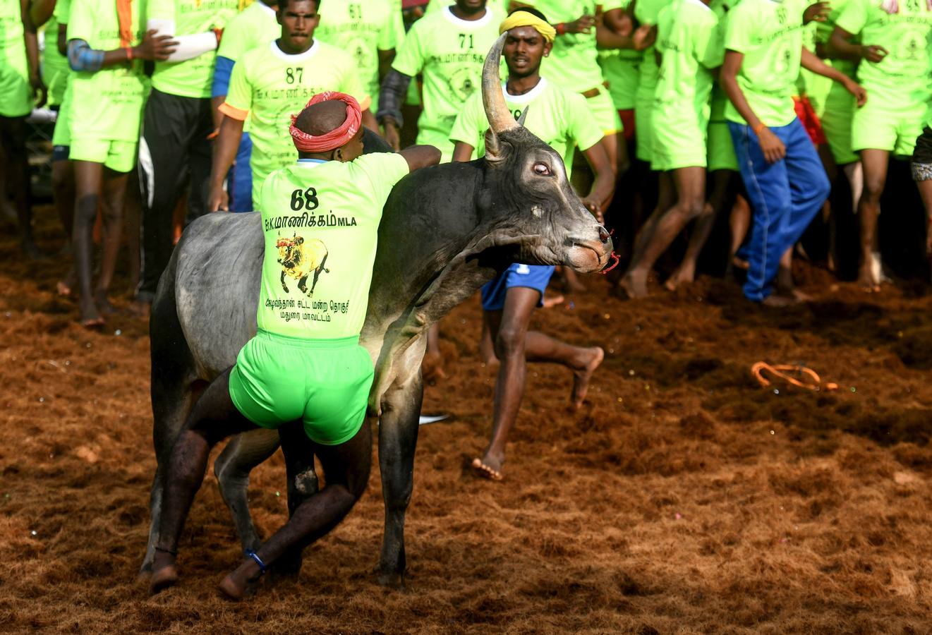 En la aldea de Palamedu en las afueras de Madurai en el estado sureño de Tamil Nadu (India), decenas de jóvenes resultaron heridos el primer día en el festival tradicional 'Jallikattu' de lucha de toros que ha atraído la ira de los activistas de los animales.