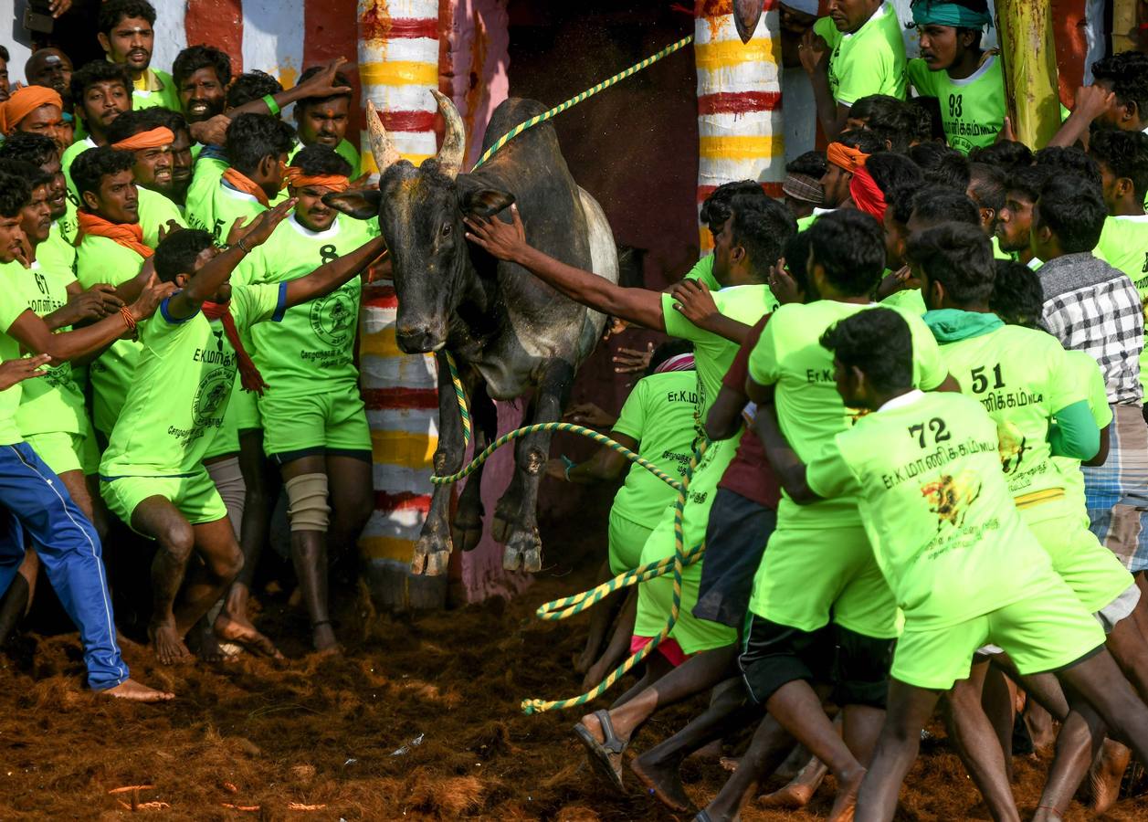En la aldea de Palamedu en las afueras de Madurai en el estado sureño de Tamil Nadu (India), decenas de jóvenes resultaron heridos el primer día en el festival tradicional 'Jallikattu' de lucha de toros que ha atraído la ira de los activistas de los animales.