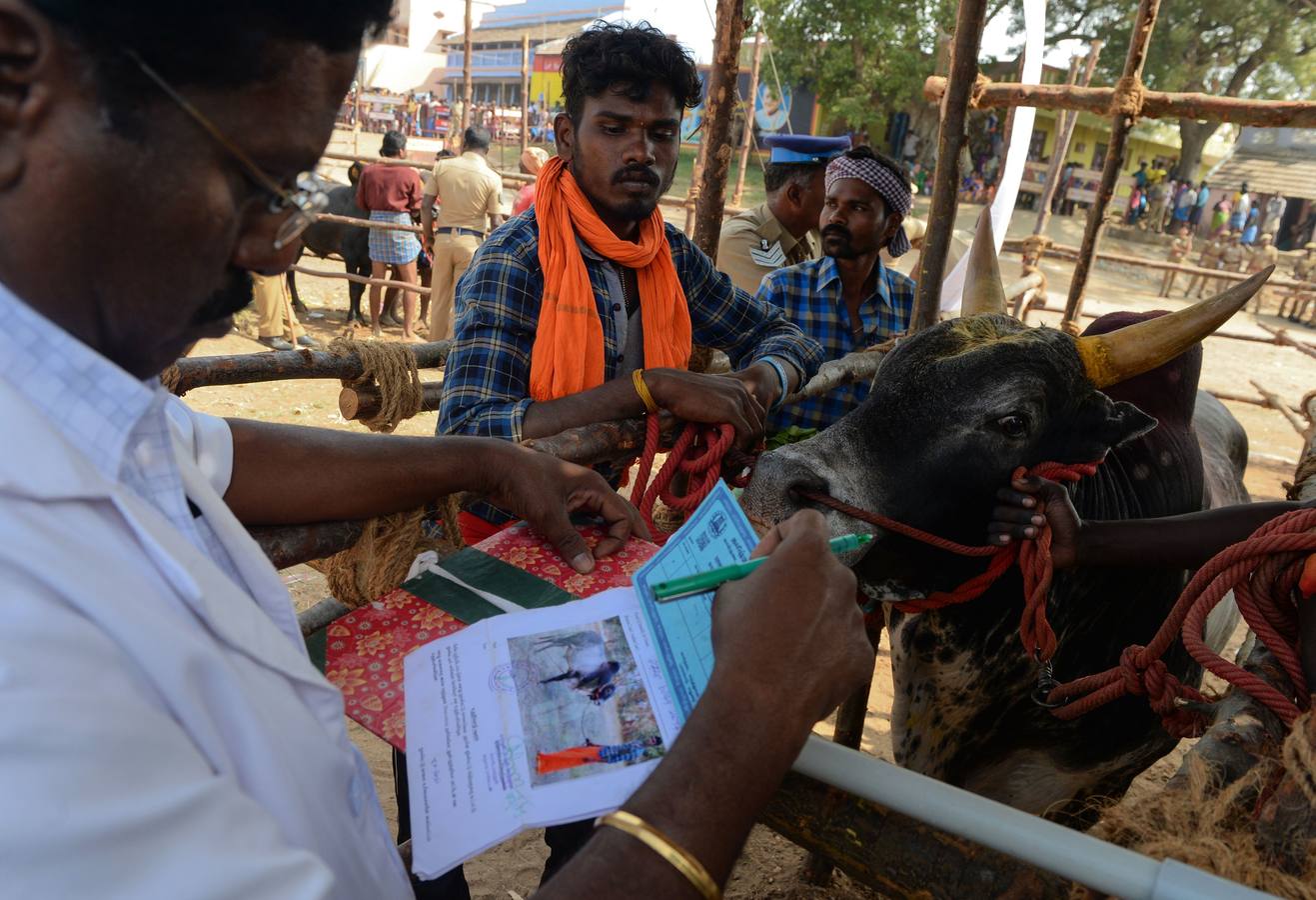 En la aldea de Palamedu en las afueras de Madurai en el estado sureño de Tamil Nadu (India), decenas de jóvenes resultaron heridos el primer día en el festival tradicional 'Jallikattu' de lucha de toros que ha atraído la ira de los activistas de los animales.