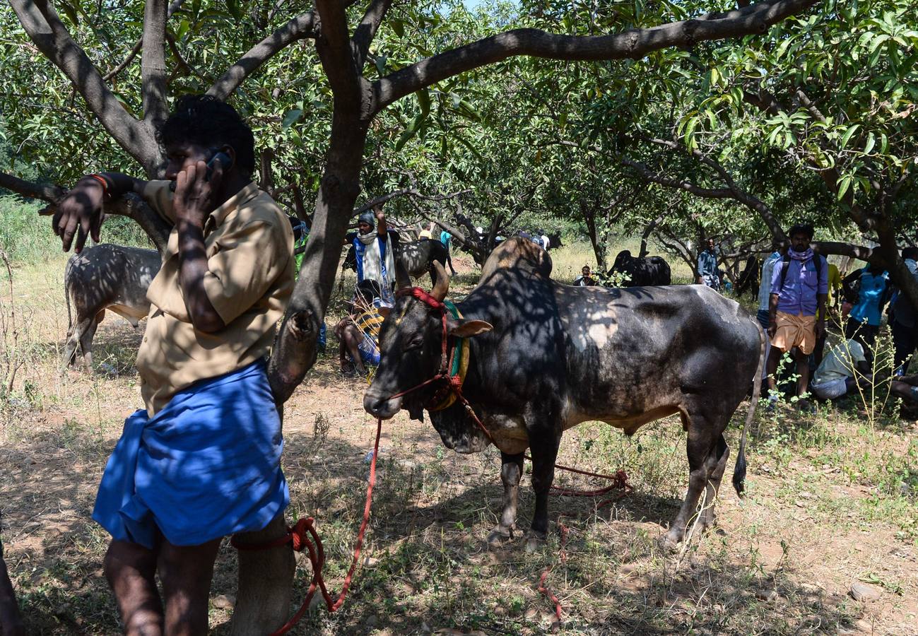 En la aldea de Palamedu en las afueras de Madurai en el estado sureño de Tamil Nadu (India), decenas de jóvenes resultaron heridos el primer día en el festival tradicional 'Jallikattu' de lucha de toros que ha atraído la ira de los activistas de los animales.
