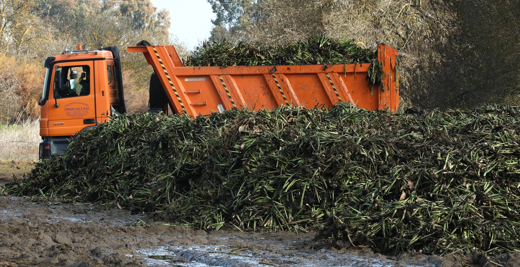 El vaciado de la presa de Montijo facilita la retirada de 2 millones de kilos de camalote al día
