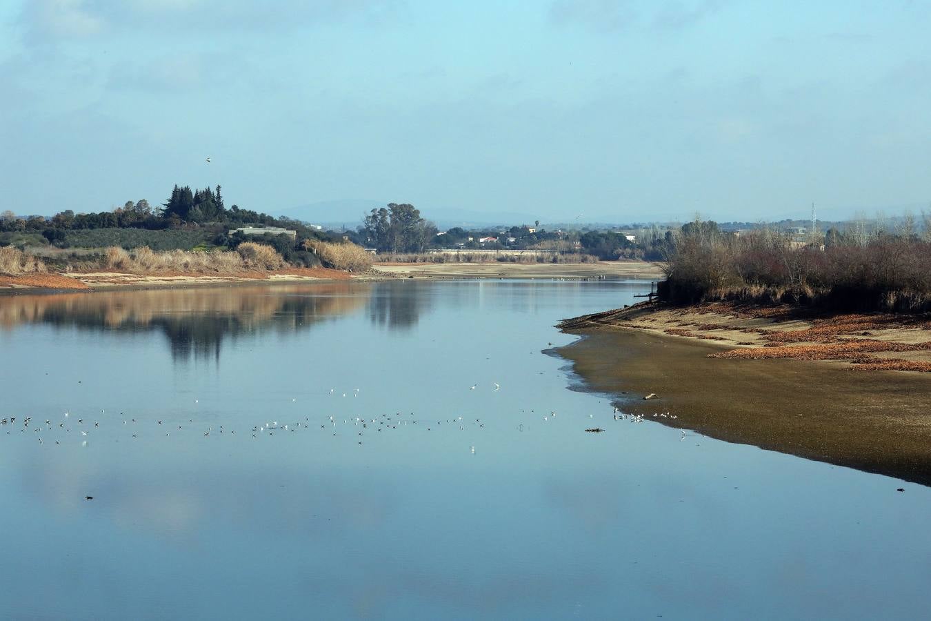 El vaciado de la presa de Montijo facilita la retirada de 2 millones de kilos de camalote al día