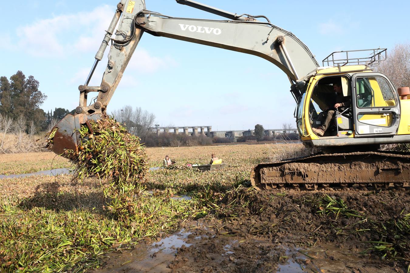 El vaciado de la presa de Montijo facilita la retirada de 2 millones de kilos de camalote al día