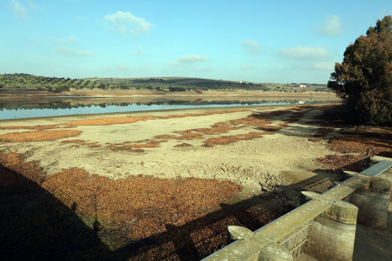 El vaciado de la presa de Montijo facilita la retirada de 2 millones de kilos de camalote al día