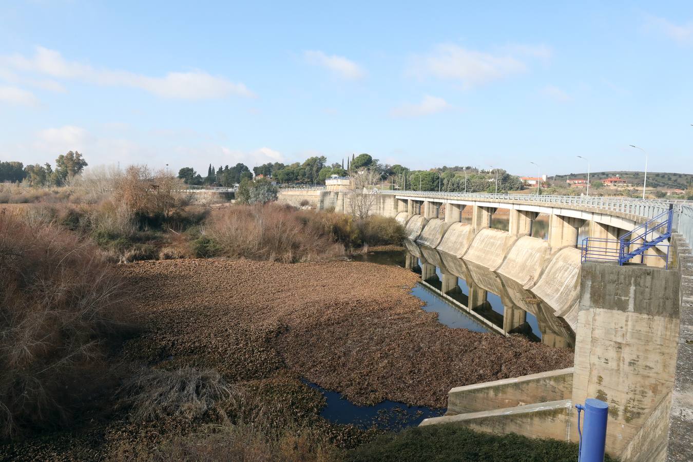 El vaciado de la presa de Montijo facilita la retirada de 2 millones de kilos de camalote al día
