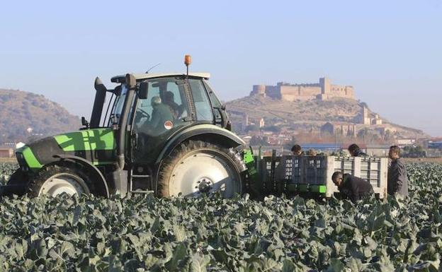 El cultivo de brócoli pasa en Extremadura de 1.500 a 5.000 hectáreas en una década