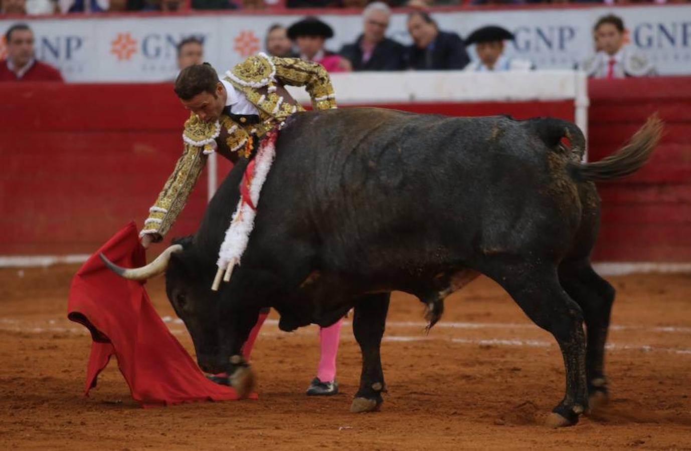 El diestro extremeño vuelve a cortar dos orejas tras salir a hombros del mismo coso el pasado 12 de diciembre