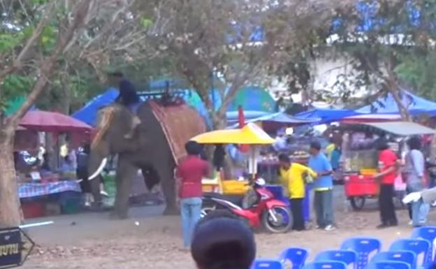 Reacción del elefante