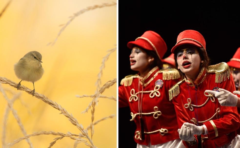 'Sutil elegancia'. Fotografía de Carlos Pérez Naval (Turismo Extremadura). Murga juvenil de Badajoz:: HOY