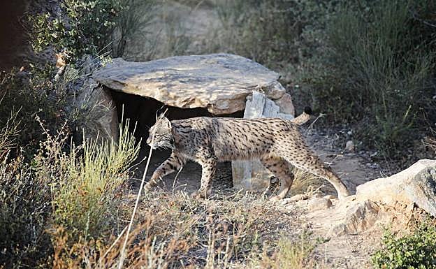 Imagen de archivo de un lince ibérico:: HOY